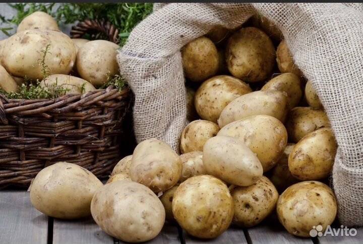 Продам картофель