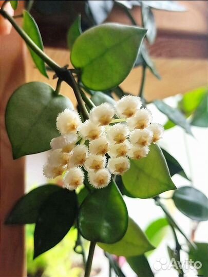 Хойя Лакуноза Эскимо Сплеш