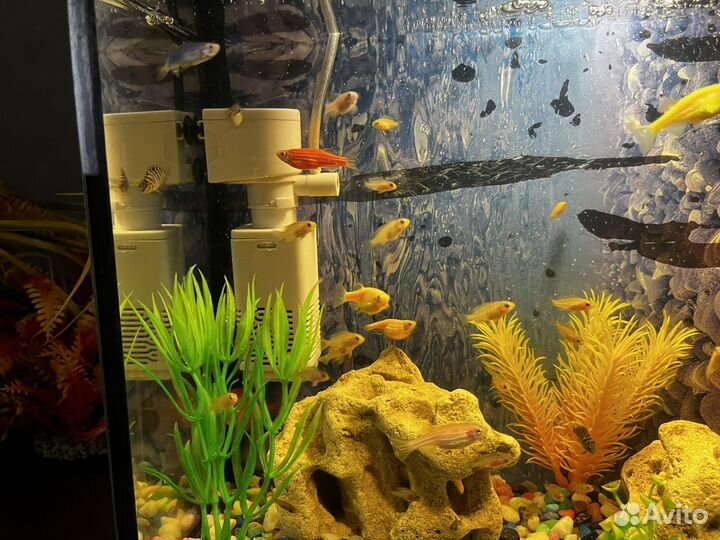 Мальки цихлид