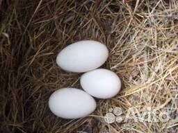 Яйца домашние гусиные и пекинской утки