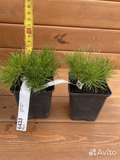 Сосна горная Муго