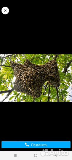 Сниму рой пчел