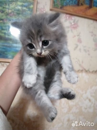 Британская