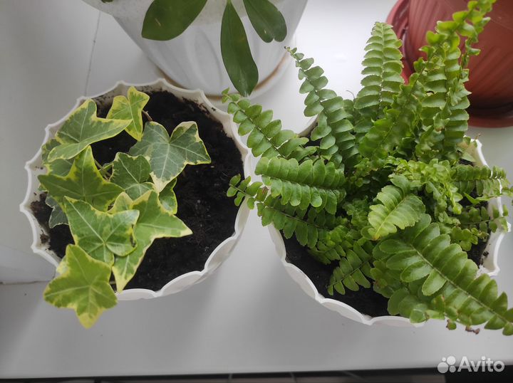 Комнатные растения