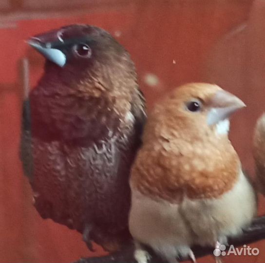 Амадины зебровый, японский