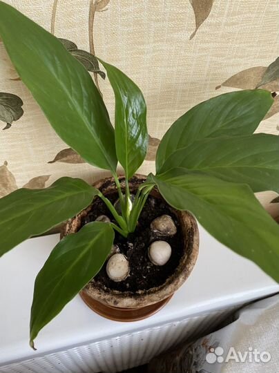 Спатифиллум