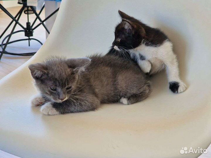 Котята бесплатно