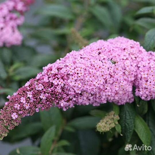 Буддлеи Давида