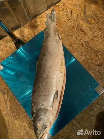 Кета потрошеная с головой. Рыба. Дикий лосось