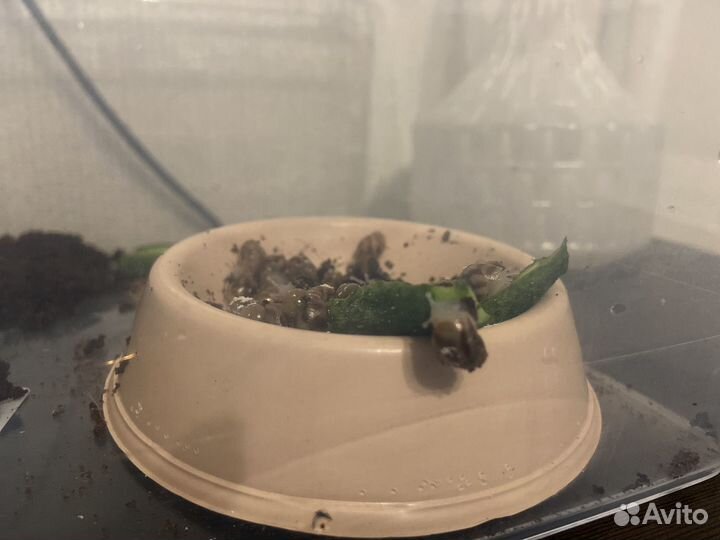 Улитки ахатины