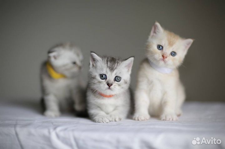 Шотландские вислоухие котята шиншилла