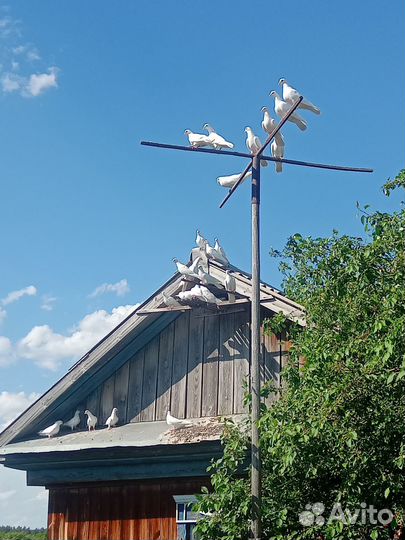 Продаю чисто белых бойных голубей