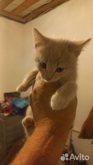 Кошка в дар бесплатно