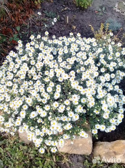 Многолетники цветы