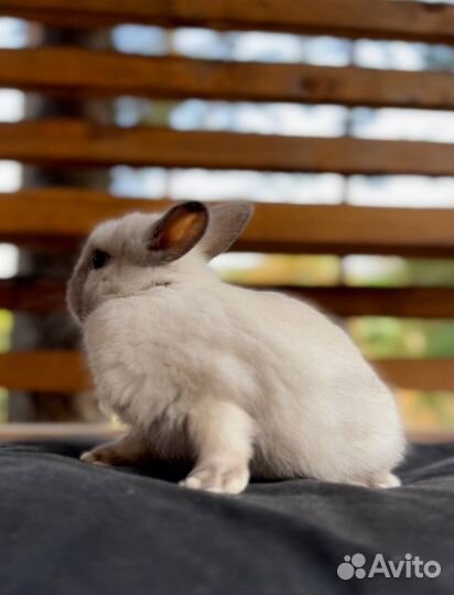 Самые Милые и Красивые Карликовые Кролики Привитые