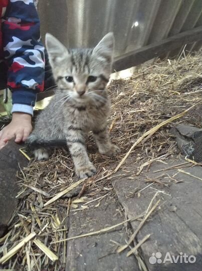 Отдам бесплатно в дар