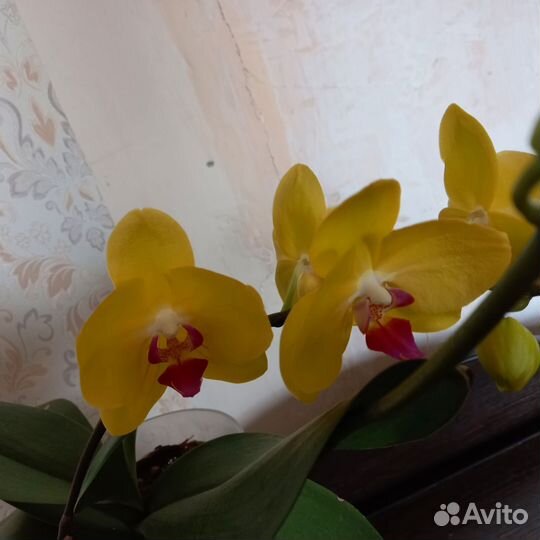 Цветоносы от орхидеи цветущие на срез