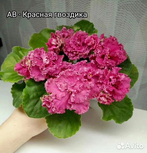 Фиалки сортовые