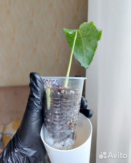 Комнатные растения