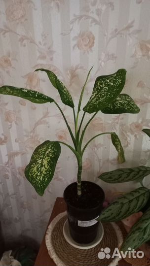 Излишки Комнатных цветов