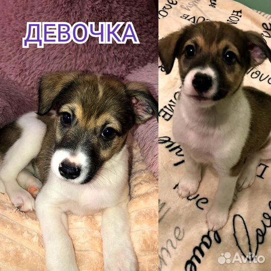 Щенки метисы