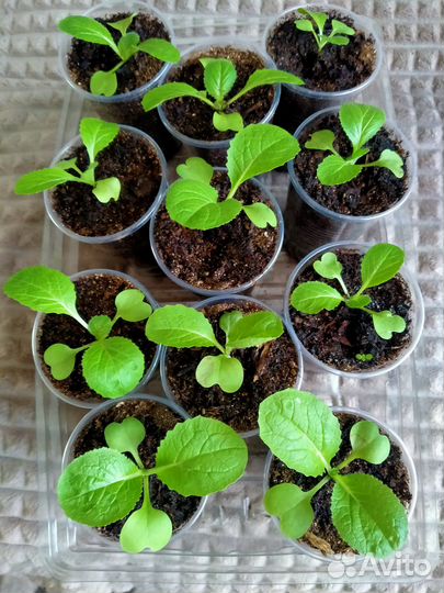 Колеусы,укоренённые.Пекинская капуста.Сальвия