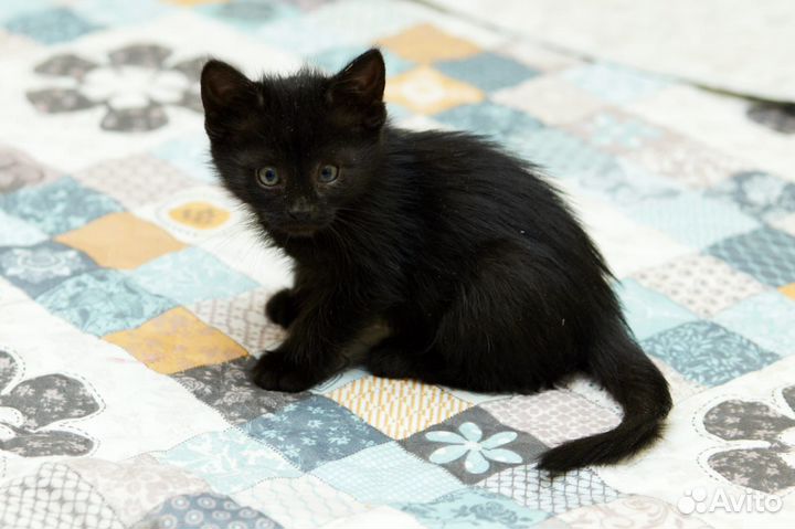Черные котята в добрые руки