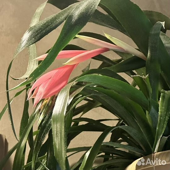 Бильбергия