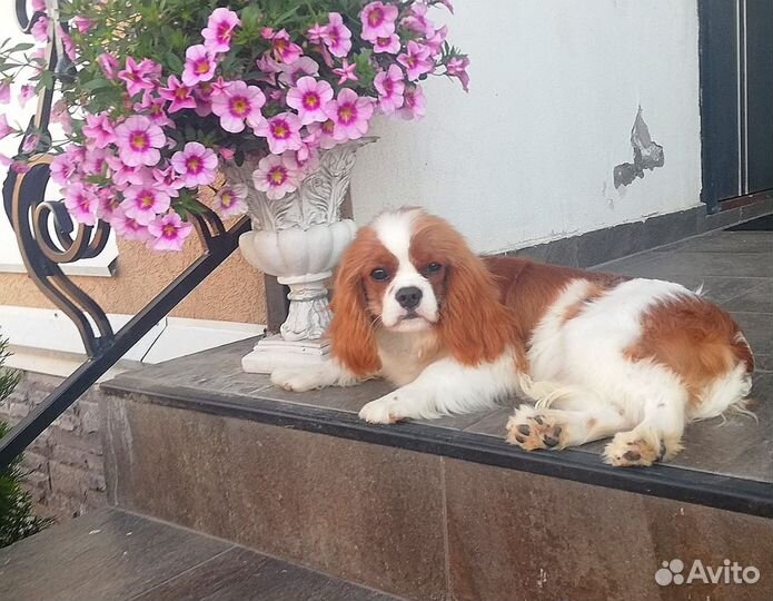 Фенечка девочка Кавалер Кинг Чарльз Спаниель