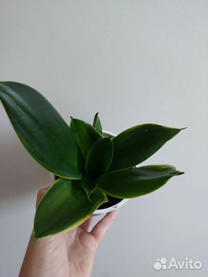Сансевиерия разные сорта
