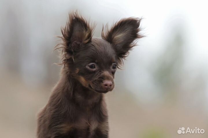 Продам Русский той