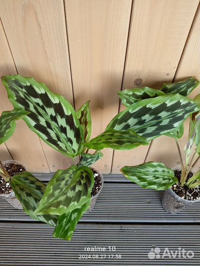 Кемпферия элеганс