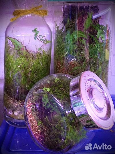 Домашние цветы, Флорариум мохариум