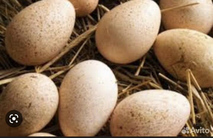 Яйца индейки (инкубационные)