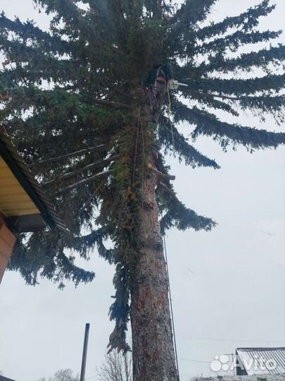 Спил деревьев, арборист