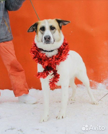 Подари Скарлет дом