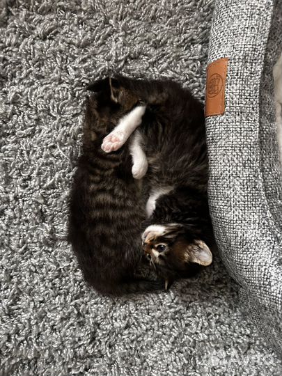Котята мейн-кун