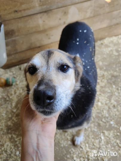 Смышленый парень Сэм из приюта Некрасовка. В дар