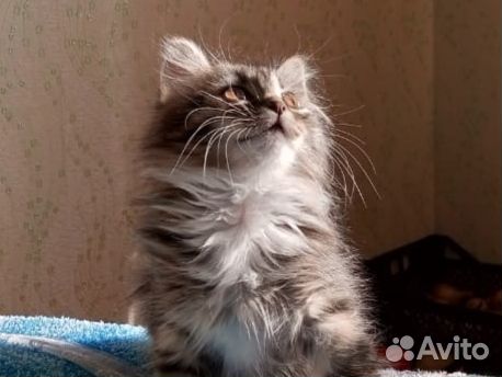 Кошка