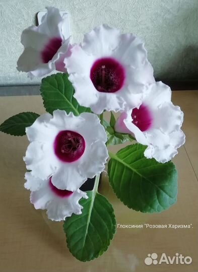 Глоксинии сортовые