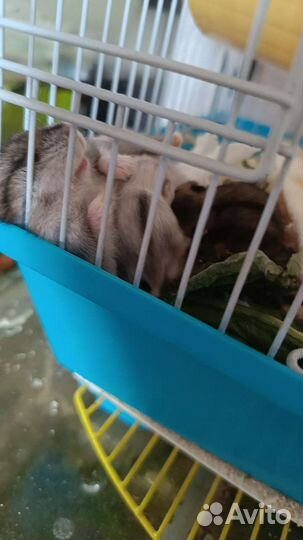 Джунгарский хомяк