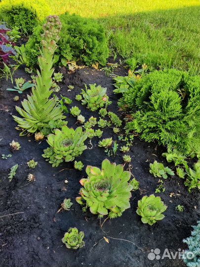 Молодило каменная роза