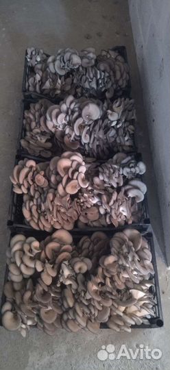 Грибные блоки вешенка