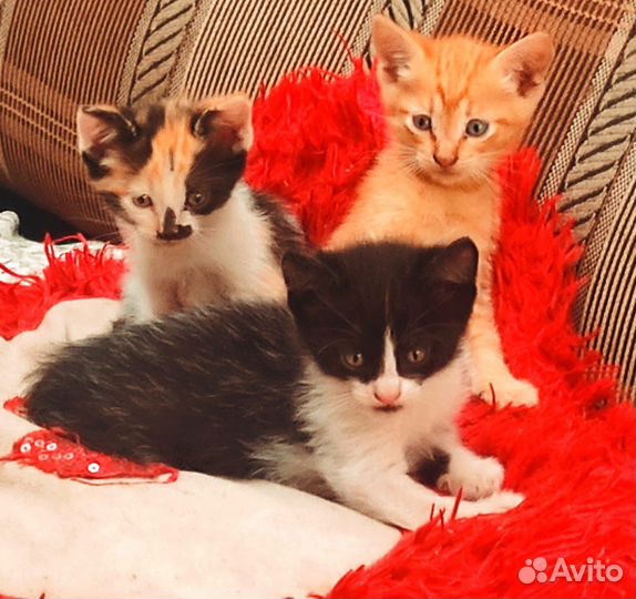 Котята в добрые руки