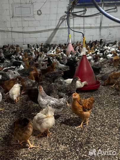 Цыплята домашние