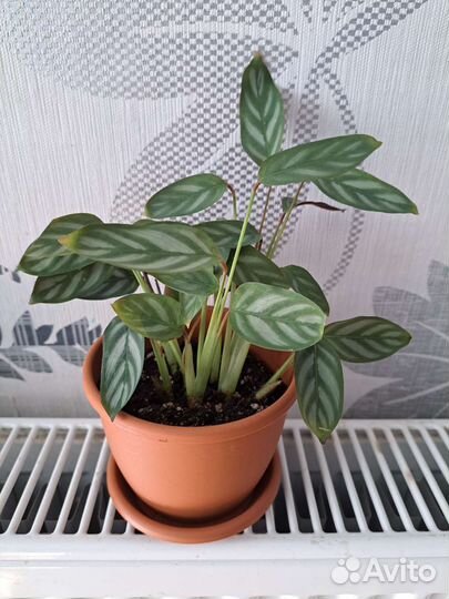 Пеперомия, ктенанта, хлорофитум