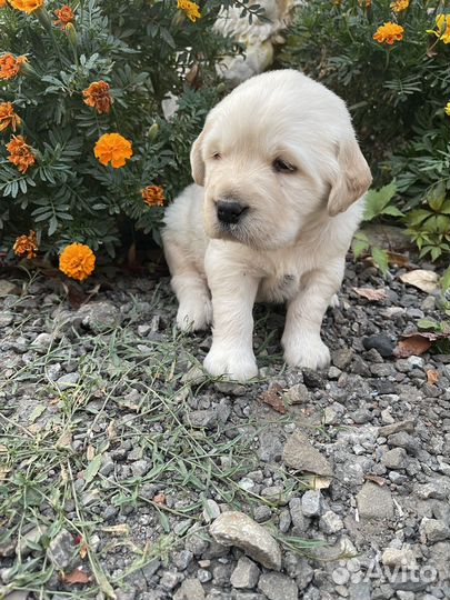 Лабрадор ретривер