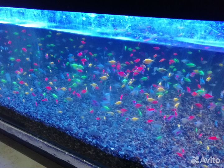 Тернеция glofish