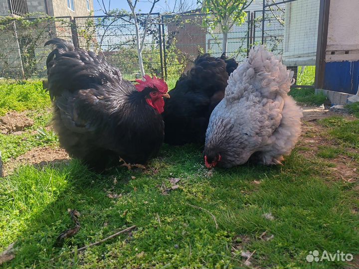 Инкубационное яйцо Кохинкин Билифельдер Люйкиданзи