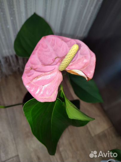 Антуриум Свит Лени